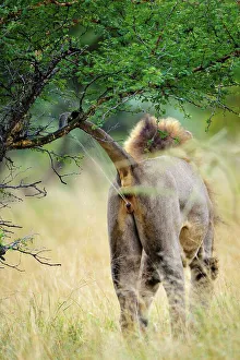 Lion Book Prints: Lion (Panthera leo) spraying urine to scent mark his territory