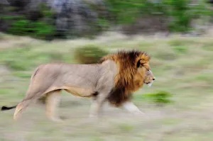 Lion Book Prints: Lion (Panthera leo) walking. Phinda / Munyawana / Zuka Game Reserve