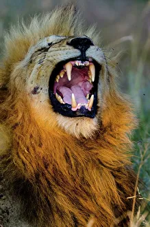 Lion Book Prints: Lion (Panthera leo) yawning. Timbavati Game Reserve