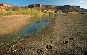 Zimbabwe Prints: Lion spoor at Chilojo Cliffs. Gonarezhou National Park