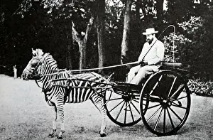 Drawn Prints: Lionel Walter Rothschild (1868-1937)