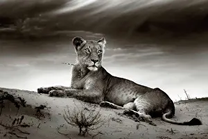 Kalahari Prints: Lioness on desert dune