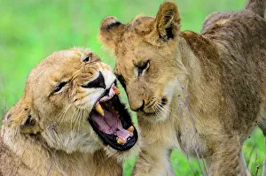 Aggressive Prints: Lioness (Panthera leo) cub growling at a cub beacuse she doesn't want to be disturbed