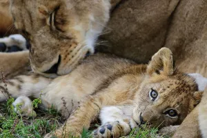 Roger De La Harpe Prints: Lioness (Panthera leo) cub. MalaMala (Mala Mala) Game Reserve