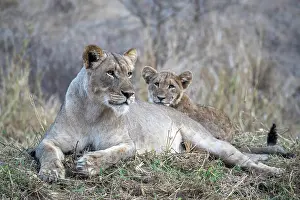 Female Animal Prints: Lioness (Panthera leo) with cub