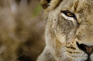 Lion Book Prints: Lioness (Panthera leo). MalaMala (Mala Mala) Game Reserve