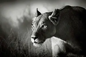Kalahari Prints: Lioness stalking