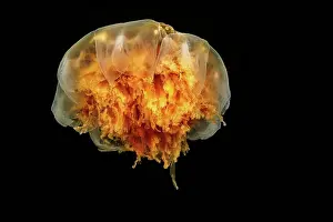 Columbian Prints: The Lion's mane jellyfish (Cyanea capillata) can reach six feet across with 30 foot tentacles; British Columbia