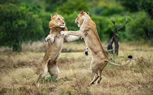 Animal Prints: Two lions, Panthera leo, fight each other