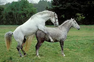 : Lipizzan Horse, Pair Mating
