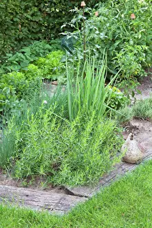 Little aromatic plants garden