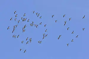 Natural Habitat Prints: Little auks (Alle alle), dovekie little auk flock in flight against blue sky