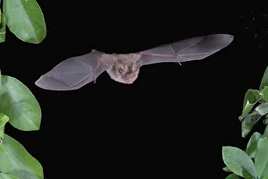 Spread Wings Prints: Little Big-Eared bat ( Micronycteris megalotis) flying at night