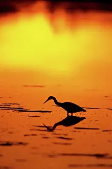 Richard And Susan Day Prints: Little Blue Heron (Egretta caerulea) at sunset J