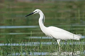 Full Body Lengths Prints: Little Egret (Egretta garzetta), foraging, Lake Kerkini, Greece, Europe