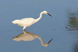 Attentive Prints: Little Egret (Egretta garzetta)
