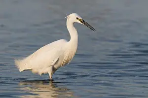 Egrets Prints: Little Egret (Egretta garzetta) adult, fishing in shallows, England