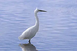 Feed Prints: Little egret (Egretta garzetta) adult foraging in shallow water of pond at saltmarsh in early autumn