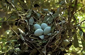 Egrets Prints: Little Egret (Egretta garzetta) Nest with four eggs