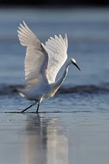 Little Egret flying away Allier France