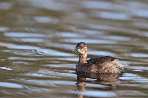 Ile De France Prints: Little Grebe in a park in Paris, Ile de France, France