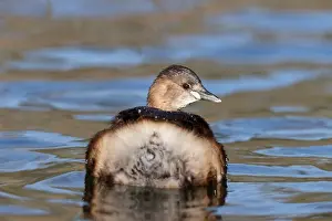 Biodiversity Prints: Little Grebe in a park in Paris, Ile de France, France