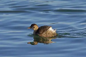 Winter Time Prints: Little Grebe (Tachybaptus ruficollis) in winter plumage swimming in lake, Germany, Europe