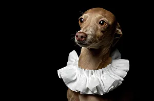 Loyal Prints: Little italian greyhound dog in studio disguised on dark background dressed ina funny costume