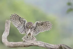 Owls Prints: Little Owl (Athene noctua) adult
