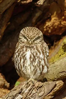 Prey Prints: Little Owl (Athene noctua) adult, perched in dead tree, South Norfolk, UK. March