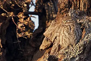 England Prints: Little Owl (Athene noctua) adult