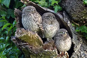 Dawn Prints: Little Owl (Athene noctua) three young