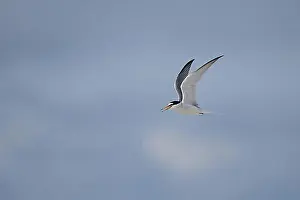 Benelux Prints: Little Tern (Sterna albifrons)