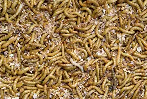Horizontal Image Prints: Live Mealworms (yellow mealworm - Tenebrio molitor) on bed of bran