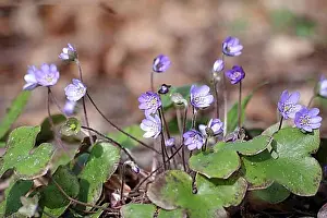 Blossoms Prints: Liverwort (Hepatica nobilis), plant