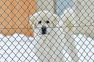 Domestic Dogs Prints: Livestock guardian dog behind bars. Livestock guardian dog in the snow