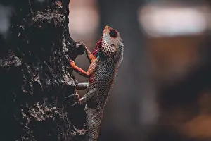 Lizards Prints: Lizard sitting on the tree branch