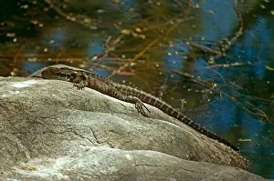 Recreation Prints: Lizard sunbathing on large rock
