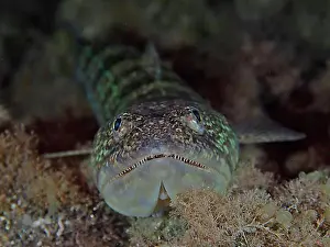 Night Picture Prints: Lizardfish (Synodus saurus) at night