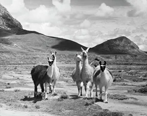 Non Urban Prints: Five llamas standing in a field, Peru (Lama glama)