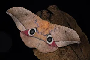 Rainforest Prints: Lobobunaea moth (Lobobunaea acetes), Kibale NP, Uganda