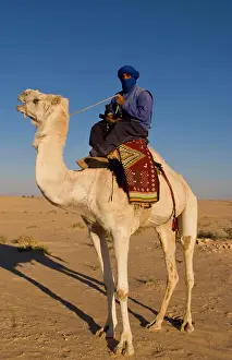 Model Release Prints: Local Bedouin man on camel ride in Douz in Sahara Desert in Tunisia Africa