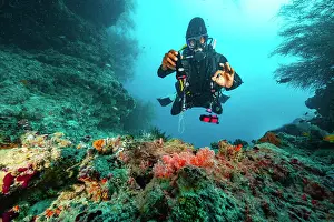Diving Equipment Prints: local dive master exploring reef in the Maldives