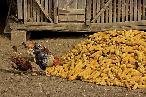 Farm Prints: Local hens, roosters and hens feeding on a pile of harvested corn on the corn cob at a farm