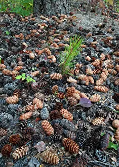 Cone Prints: lodgepole pine Pinus contorta seedling in a crop of cones of white spruce Picea glauca