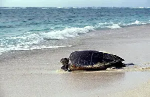 Turtle Prints: LOGGERHEAD SEA TURTLE (caretta caretta)