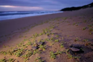 Turtle Prints: Loggerhead Sea Turtle (Caretta caretta) Hatchlings