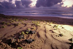 Turtle Prints: Loggerhead Sea Turtle (Caretta caretta) Hatchlings