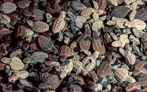 Kwazulunatal Prints: Loggerhead sea turtle (Caretta caretta) hatchlings