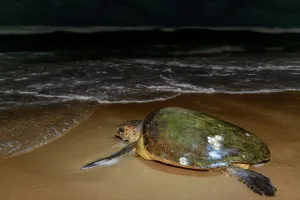 Kwazulunatal Prints: Loggerhead sea turtle (Caretta caretta) returning to the sea after nesting (laying eggs)